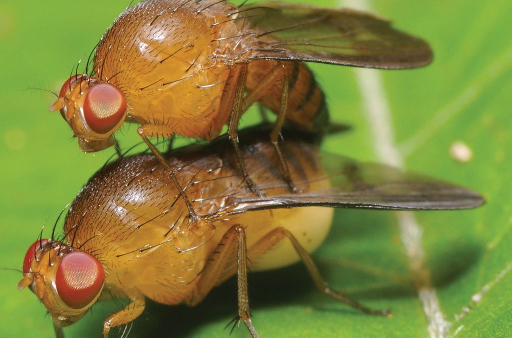 Dr Mollie Manier – How Female Flies Choose the Right Partner After Mating with Multiple Males