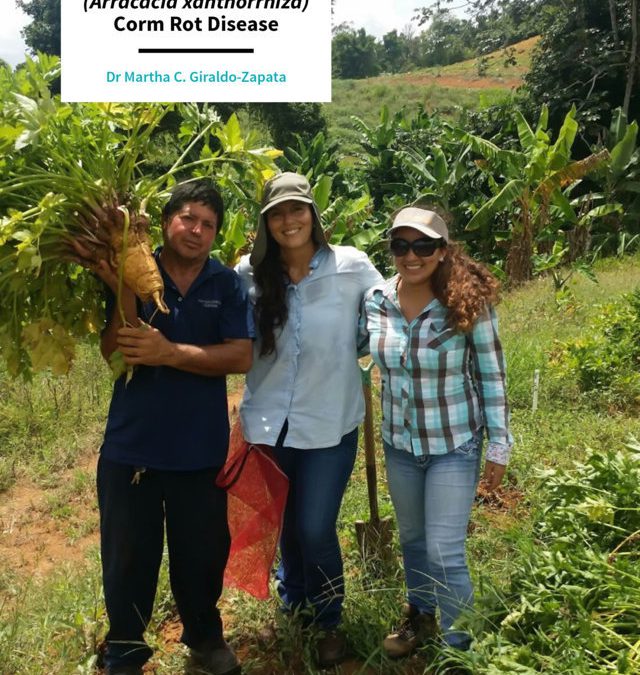 Dr Martha Giraldo – Solving the Problem of Apio (Arracacia xanthorrhiza) Corm Rot Disease
