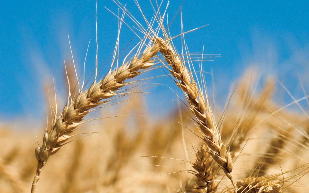 Professor Sanford Eigenbrode – Adapting Dryland Cereal Production to Climate Change