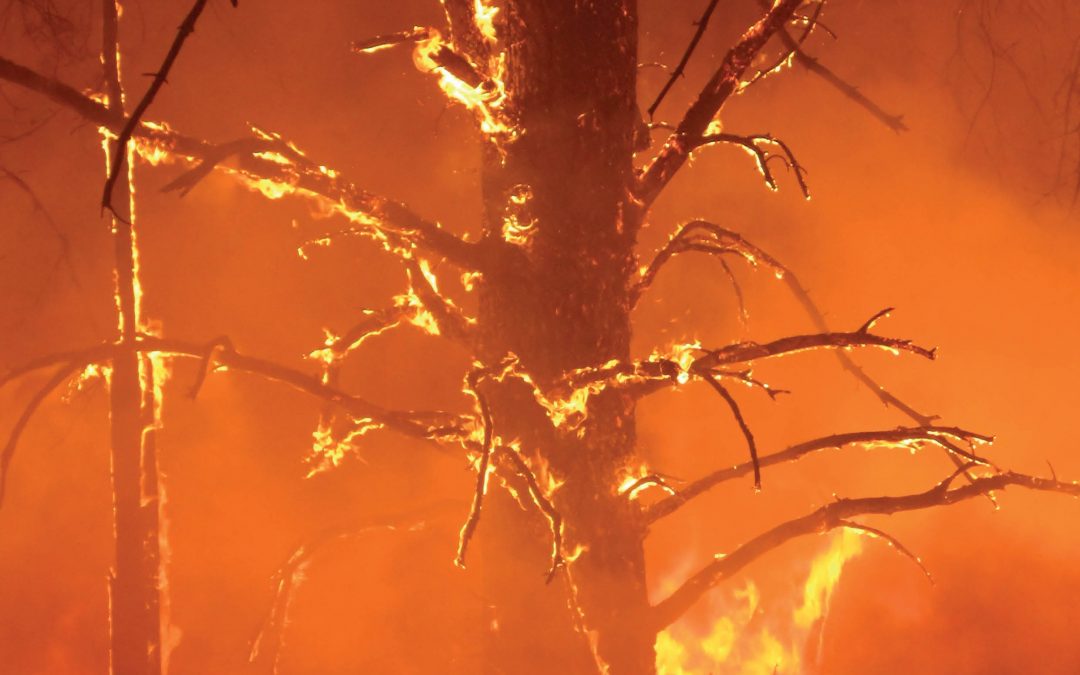 Dr Bianca Eskelson – Understanding Wildfire Effects to Inform Better Forest Management