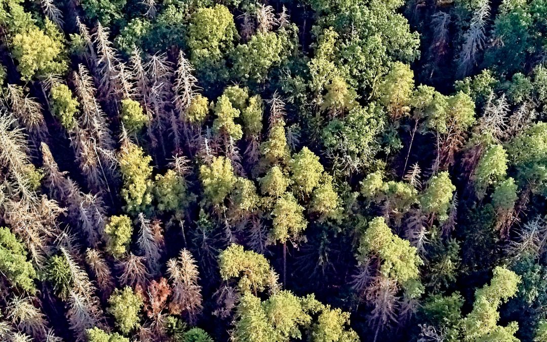 Dr Cedric Ogden – Help from Above: Using Drones to Combat Pine Forest Pests
