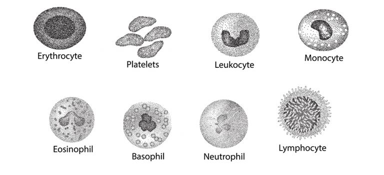 Dr Chen Zhao | Dr Qianze Dong - The Fine Mechanics of Haematopoiesis ...