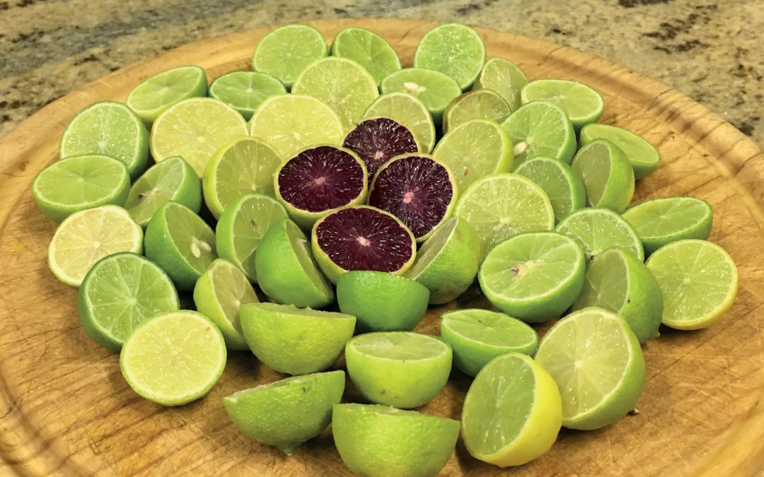 Dr James G. Thomson – Lilac Limes: More Than Just A Pretty Fruit