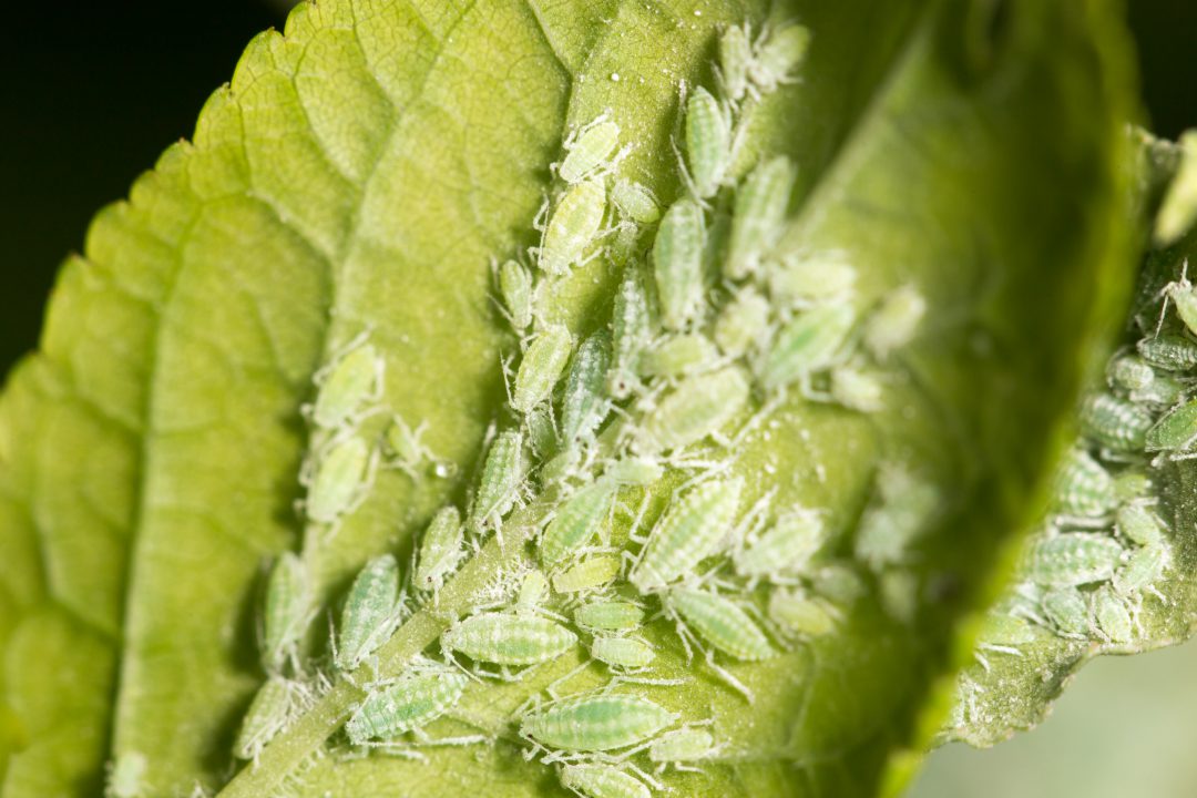 Professor Gerald Reeck - The Molecular World of Aphid Feeding ...