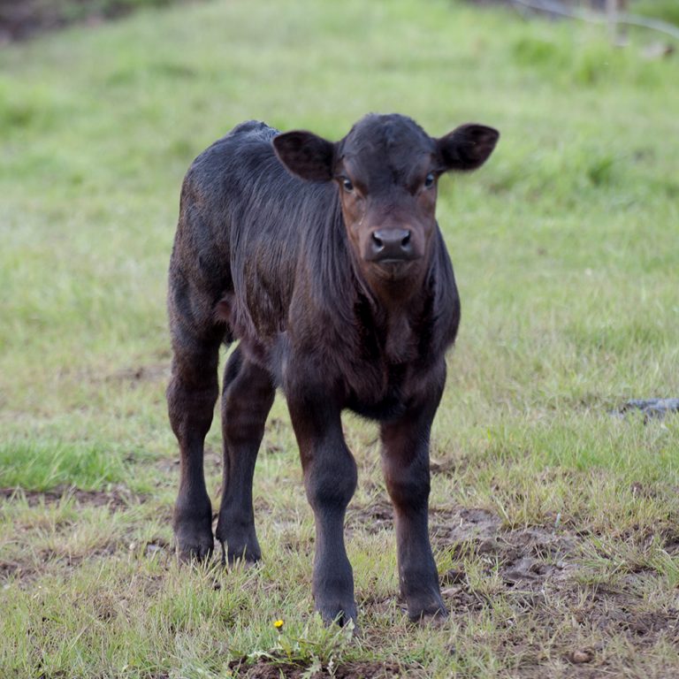 Dr Mark Boyce - Adapting Grassland Grazing to Boost Carbon ...