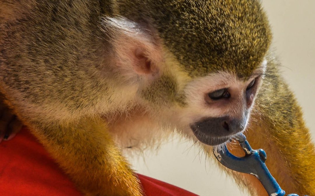 Dr. Melissa Seaboch | Uncovering America’s Primate Pet Trade