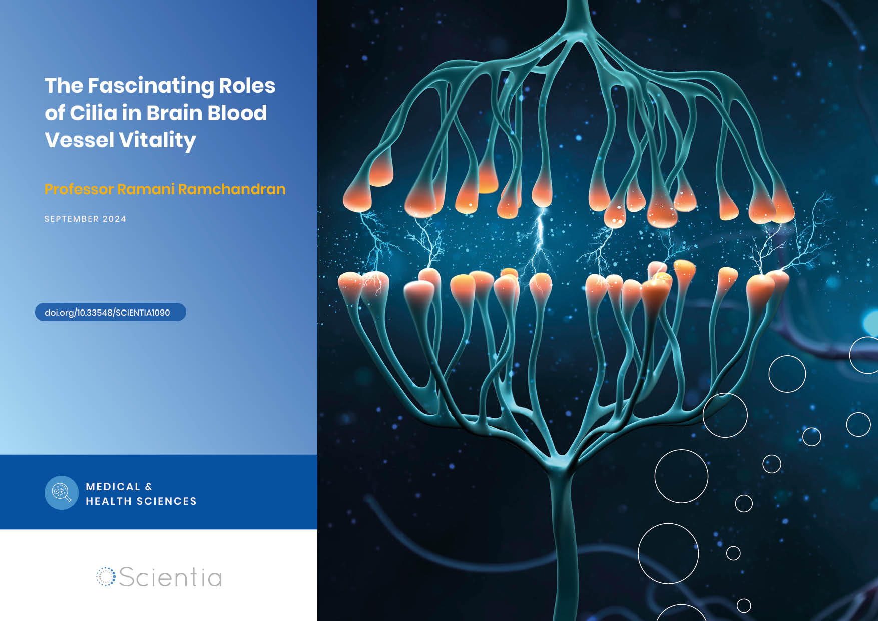 Professor Ramani Ramchandran | The Fascinating Roles of Cilia in Brain Blood Vessel Vitality