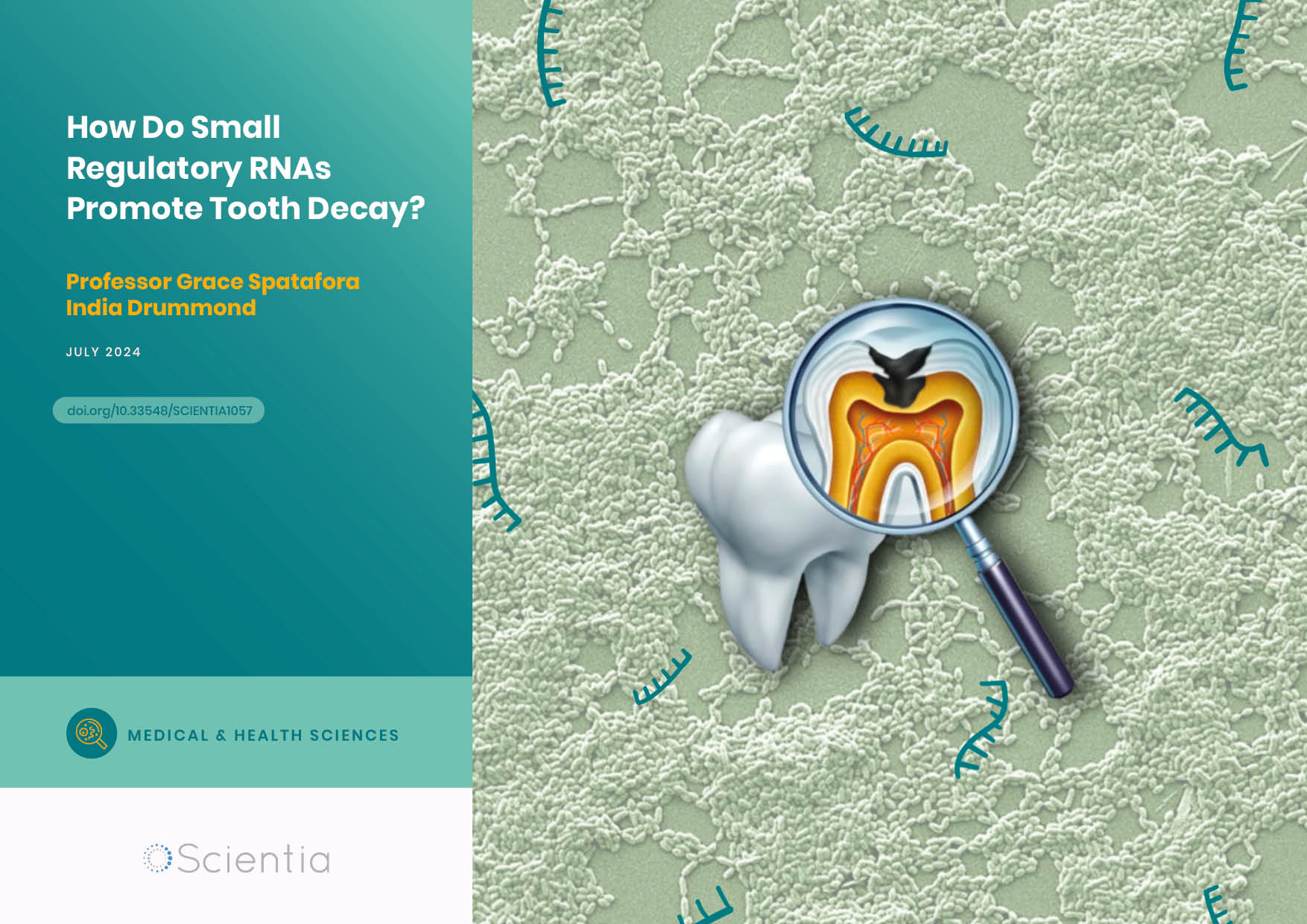 Professor Grace Spatafora – India Drummond | How Do Small Regulatory RNAs Promote Tooth Decay?