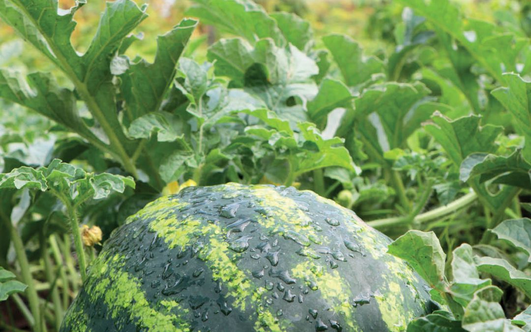 The CucCAP Project – Harnessing Genomics for Disease Resistance in Cucumbers, Melons and Squashes